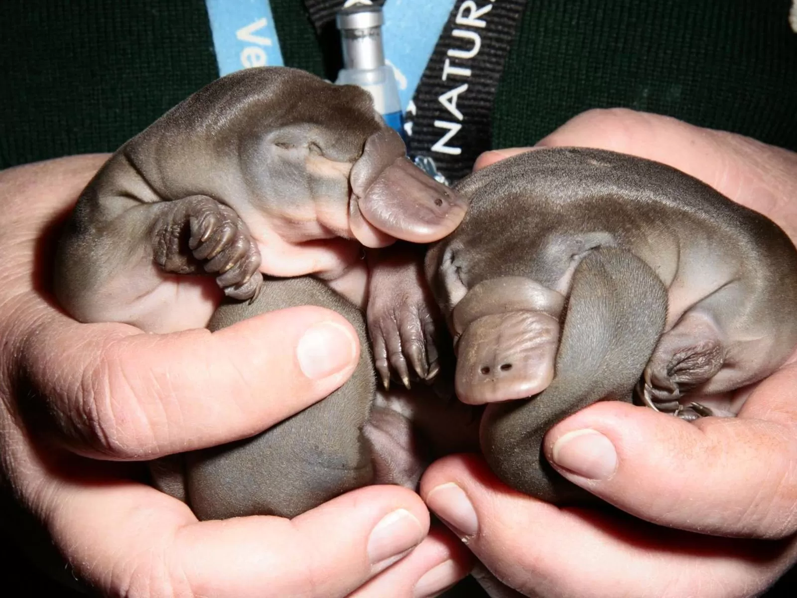 Il curioso mondo dei cuccioli degli animali - inNaturale, image size:1600x1200