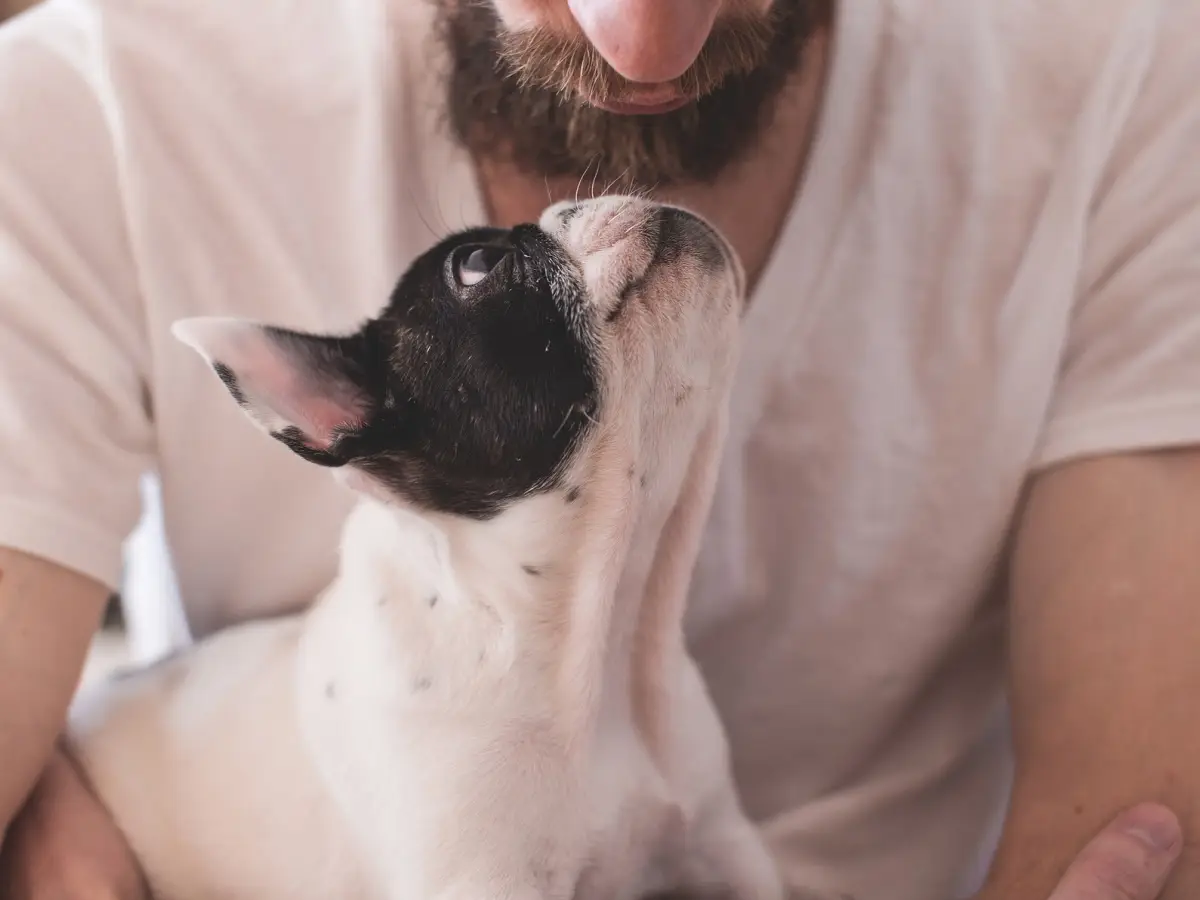 Quali sono i migliori cani da tartufo?, image size:1200x900