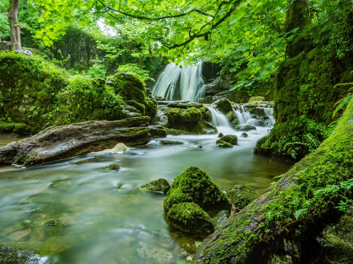 FORESTE CHE PROTEGGONO FORESTE DA DIFENDERE, image size:1200x900